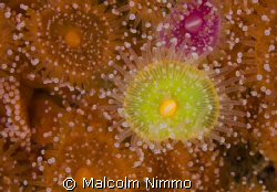 A lonely  green morph   of a Jewel anenome- Isles of Scil... by Malcolm Nimmo 